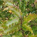 Fagus sylvatica s.str. Rohanii
