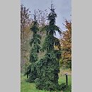 Picea abies Rothenhaus