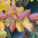 Fagus sylvatica s.str. Engeriana