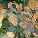 Fagus sylvatica s.str. Atropunicea