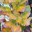 Fagus sylvatica s.str. Black Swan