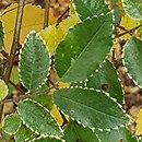 Ulmus parvifolia Geisha