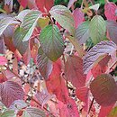 Viburnum plicatum St Keverne