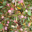 Berberis morrisonensis (berberys morysoński)