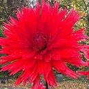 Dahlia hort. Kier
