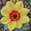 Dahlia hort. Sunshine