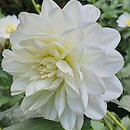 Dahlia hort. Bird To Be