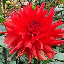 Dahlia hort. Barbarossa