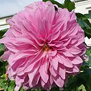 Dahlia hort. Vasio Megas