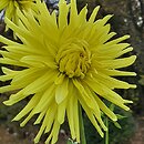 Dahlia hort. Kenemerland