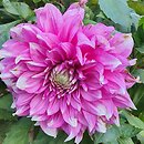 Dahlia hort. Yarra Falls