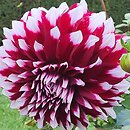 Dahlia hort. Kazusa Shiranami