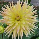 Dahlia hort. Cabana Banana