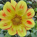 Dahlia hort. Pooh
