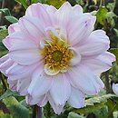 Dahlia hort. Sagitta