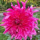 Dahlia hort. Grand Finale