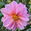 Dahlia hort. Onesta