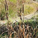 Pennisetum americanum Purple Majesty
