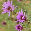 Symphyotrichum oblongifolium