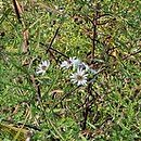 Symphyotrichum ontarionis