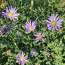 Symphyotrichum patens