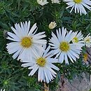 Symphyotrichum dumosum Diana