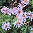Symphyotrichum dumosum Palecek