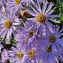 Symphyotrichum dumosum Silberteppich