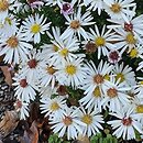 Symphyotrichum dumosum Niobe
