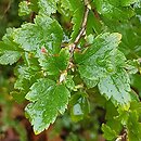 Ribes speciosum (porzeczka okazała)
