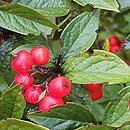 Cotoneaster bullatus (irga pomarszczona)