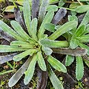 Saxifraga valdensis