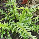 Asplenium ebenoides (zanokcica hebanowa)