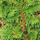 Chamaecyparis obtusa Filicoides