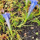 Gentiana sino-ornata (goryczka jesienna)