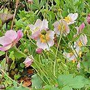 Eriocapitella tomentosa Robustissima