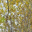 Amelanchier cusickii (świdośliwa Cusick'a)
