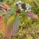 Cornus baileyi (dereń Baileya)