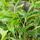 Disporopsis pernyi