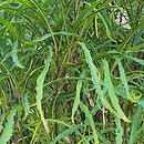 Frangula alnus Fine Line