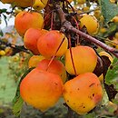Malus ×zumi