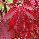 Acer palmatum Black Lace
