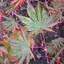Acer palmatum Trompenburg