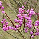 Callicarpa americana (pięknotka amerykańska)
