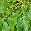 Diospyros lotus (hurma kaukaska)
