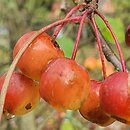 Malus rockii