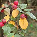 Cotoneaster dielsianus (irga Dielsa)