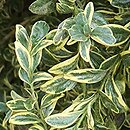 Buxus sempervirens Aureovariegata