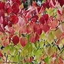 Viburnum dasyanthum