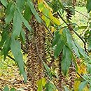 Pterocarya stenoptera (skrzydłorzech chiński)